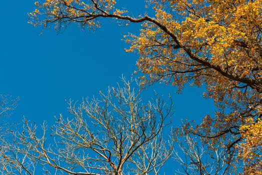 Autumn leaves against great blue sky with space for your copy text