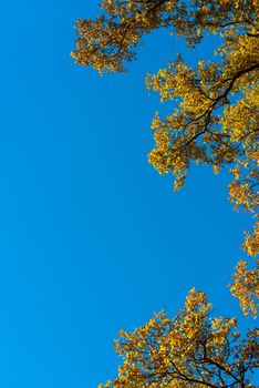 Autumn leaves against great blue sky with space for your copy text