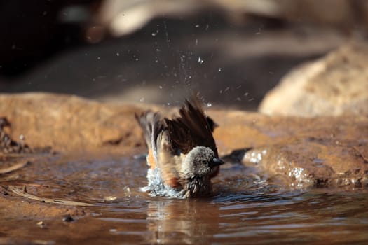 A Swainson's sparrow (Passer swainsonii) on a waterhole in the Ethiopian Mountains.