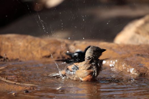 A Swainson's sparrow (Passer swainsonii) on a waterhole in the Ethiopian Mountains.