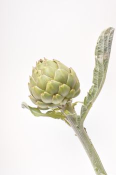 A freshy artichoke on white background
