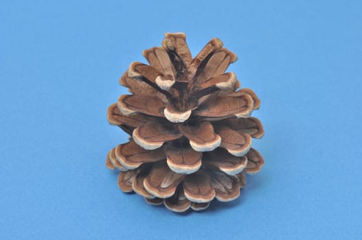 Pine cone