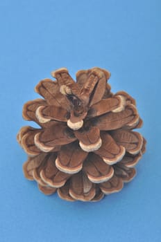 Pine cone