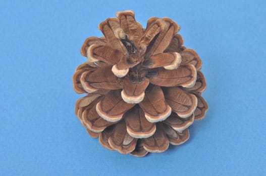 Pine cone