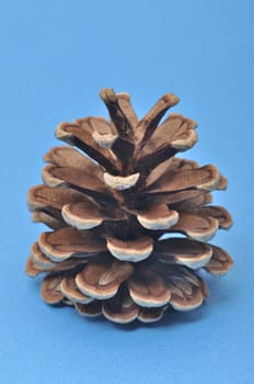 Pine cone