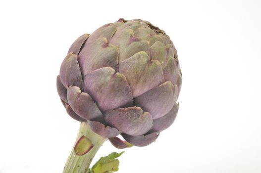 A freshy artichoke on white background