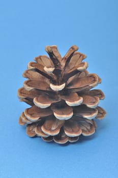 Pine cone