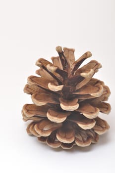 Pine cone