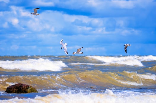 Flying seagulls over surface of the sea