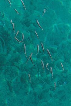 Photo lot of small fish in the sea