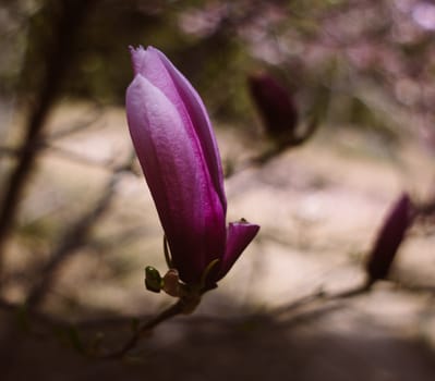 lonely blossoming pink magnolia in the spring