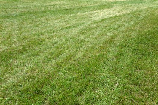 Grassblades closeup on a field