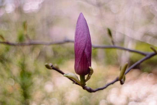 lonely blossoming pink magnolia in the spring