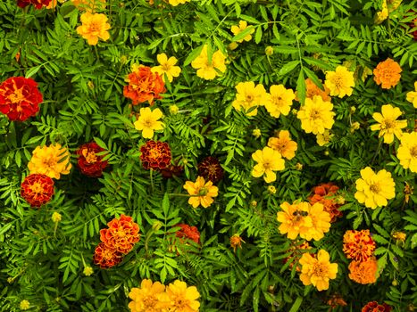 Yellow and red marigolds.