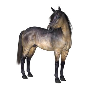 3D digital render of a standing grulla horse isolated on white background