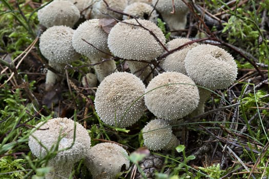Detail of the starfish fungus - gemmed puffball
