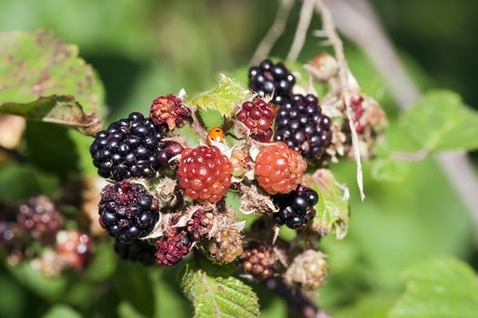 Detail of the blackberry - forest product