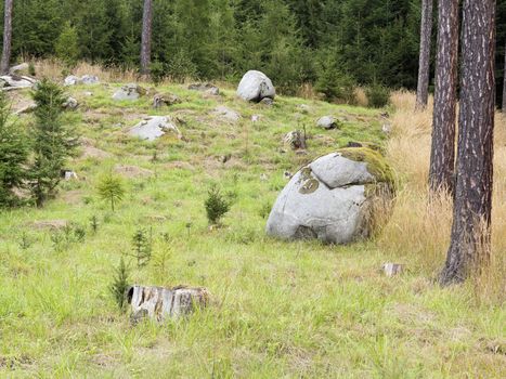 Image of the big boulders in the coniferous forest