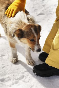 Girl stroking a stray dog