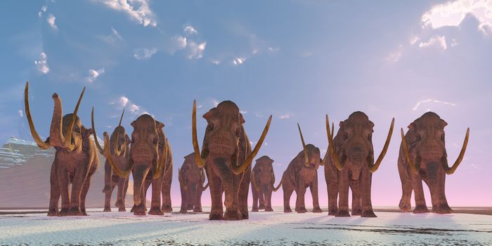 As winter sets in a herd of Columbian Mammoths migrate to a warmer climate.