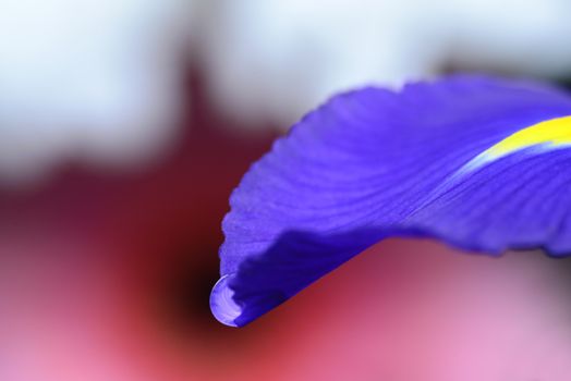 Photo of a water drop on a viola flower petal. Creative photography