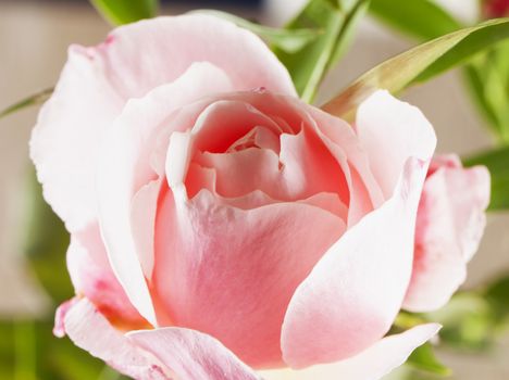 Pink rose in strict close up, horizontal image