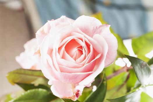 Pink rose in strict close up, horizontal image