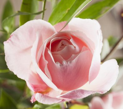 Pink rose in strict close up, horizontal image