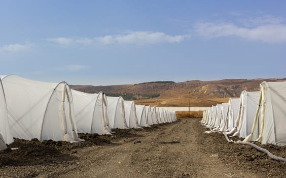 The microclimate created in greenhouses allows maturation of the product