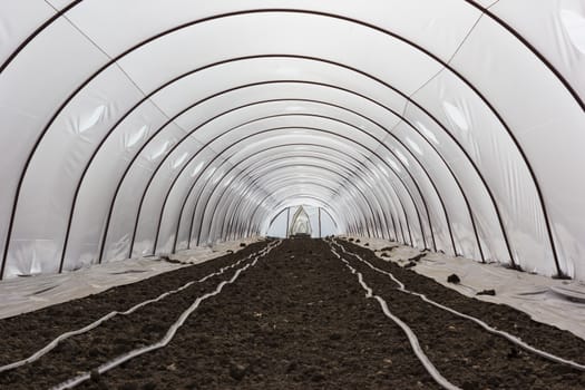 The microclimate created in greenhouses allows maturation of the product