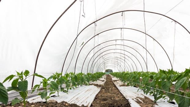 The microclimate created in greenhouses allows maturation of the product