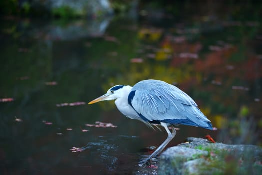 a bird in a garden in kyoto