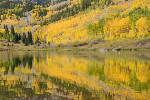 yellow aspen tree with their reflection over a lake in colorado