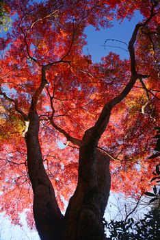 colorful maple leaves and branches from kyoto, japan