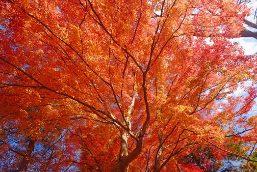 colorful maple leaves and branches from kyoto, japan