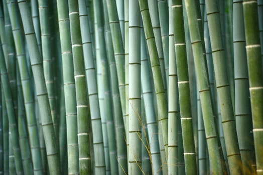 green japanese bamboo in a garden