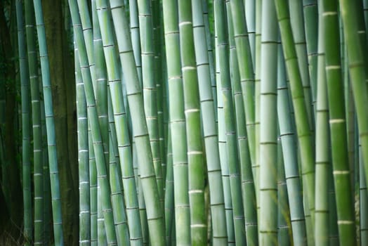 green japanese bamboo in a garden