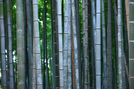 green japanese bamboo in a garden