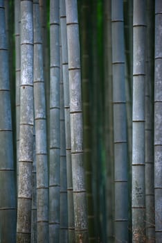 green japanese bamboo in a garden