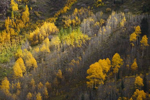 yellow aspen trees in autumn in colorado