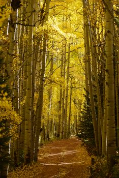 yellow aspen trees in autumn in colorado