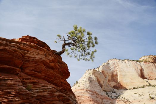 a small tree sticking out of red sandstone rock