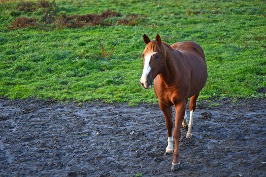 a brown horse in a local farm in vermont