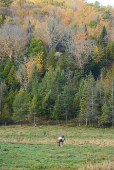 a brown horse in a local farm in vermont with fall foliage 