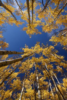 yellow aspen tree from colorado