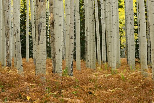 yellow aspen tree from colorado