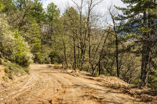 Road mud in the forest