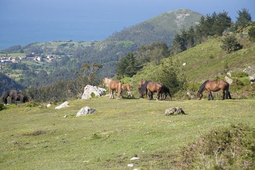 group of Asturcon race horses near Cangas de Onis in Asturias Spain