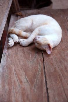 A cat is relaxing on a wood floor.