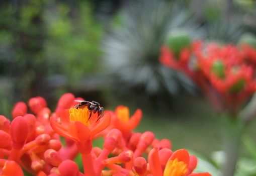 A black insect on the red flowers in a beautiful garden.